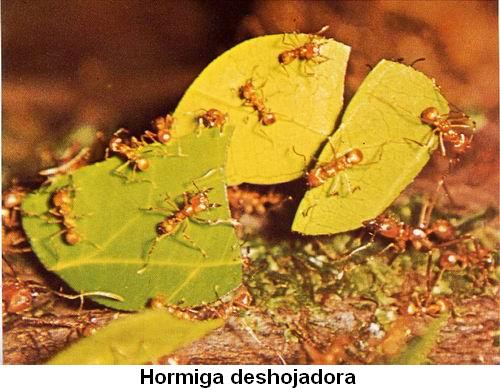 Hormiga deshojadora.jpg